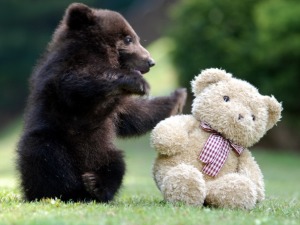 bear-cub-playing-with-teddy-bear-big